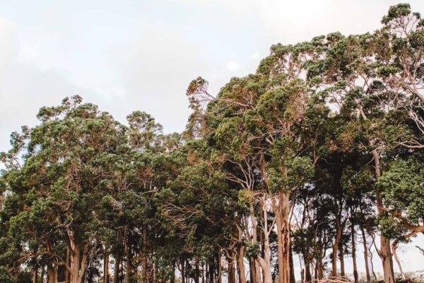 Retained Trees
