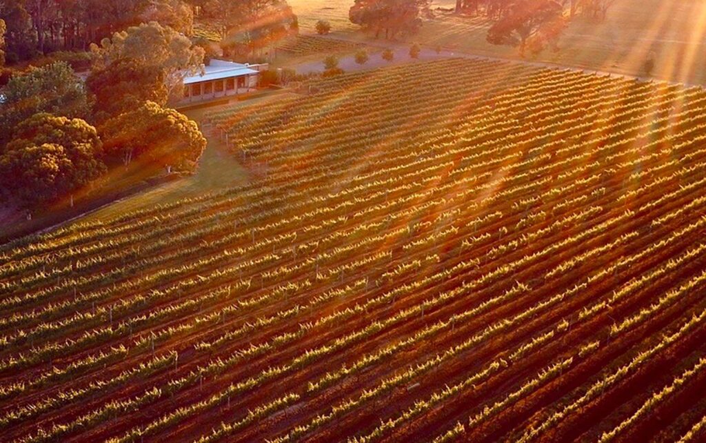 Coward & Black Vineyards