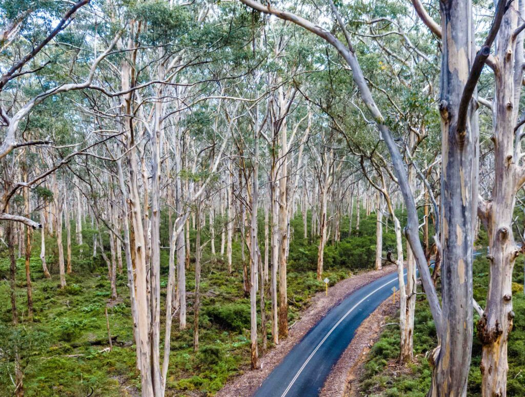Boranup Forest